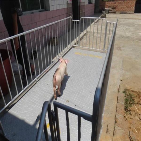 0.5KG Accuracy Livestock Weighing Scales 1000KG Multipurpose Digital Cattle Scales