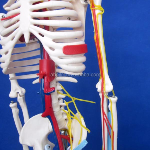 Medical Science Advanced PVC Human Skeleton Model with Nerves and Blood Vessels HOT 85cm