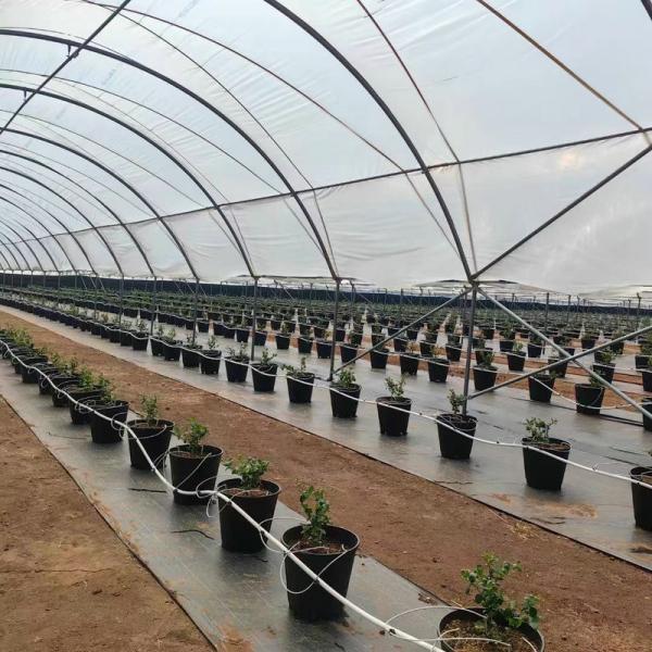 Greentime agriculture Greenhouses Suppliers  Plastic Film Rain Shelter Greenhouse Polytunnel Berry Low Cost Greenhouse