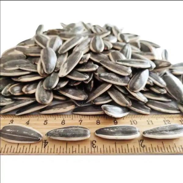 Sunflower Sun Seeds A Nutritious and Delicious Choice for Busy Lifestyles