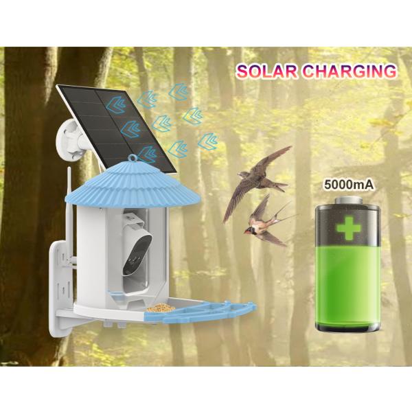 IP66 impermeable 4MP Smart Bird Feeder 2.5L Vida silvestre cámara inteligente para pájaros