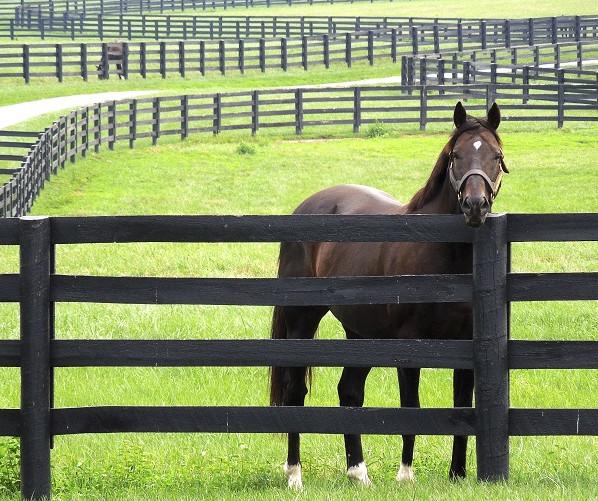 6ft Fiberglass Horse Fence Fiberglass Reinforced Plastic Livestock Fencing