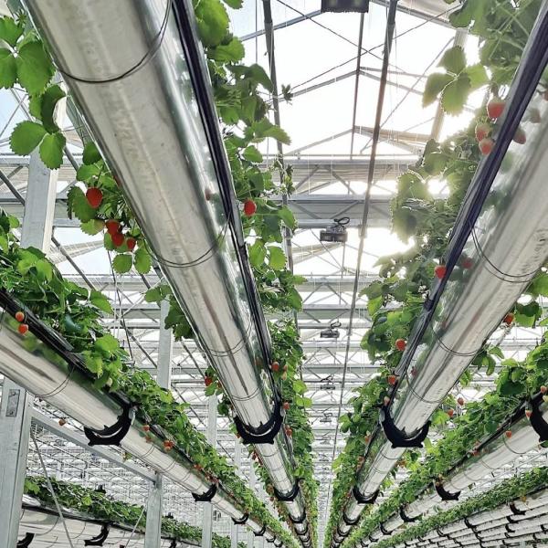 Roofing Shape a Type Roof Greenhouse for Shading Screen Glass Flower Cultivation