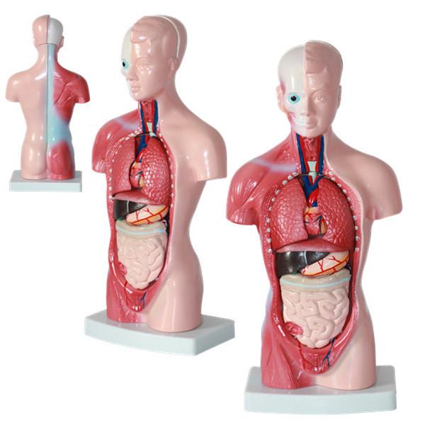 High  Quality Medical  Human Trunk Muscles Model Anatomy Organs Manikin For Surgery Skills Training Education
