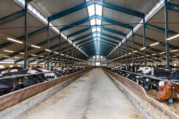 Pre-Engineered Steel Freestall Dairy Barns with High-Tensile Structural Steel and Automated Watering System