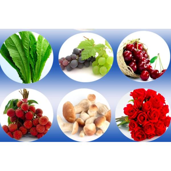 PLC охладителя вакуума нержавеющей стали овощей 47kw 30min/Cycle