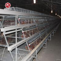 A galinha da bateria do novo tipo prende o sistema automático da limpeza do estrume