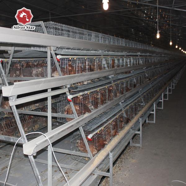 Q235A Egg Layer Chicken Cages For 5000 Birds Poultry Layer Farming Equipment