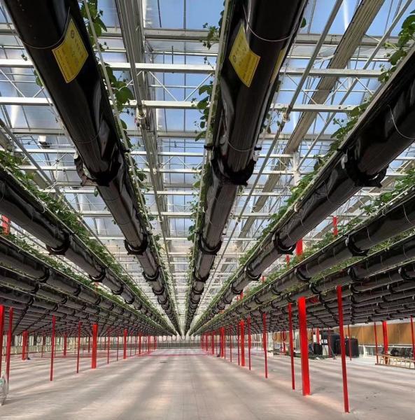 20GP 40GP 40HC Steel-Plastic Building Materials Greenhouse for Medical Plant/Mushroom