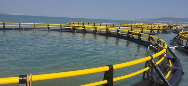 HDPE Pipe Floating Mariculture Circular Fish Cage With Diameter 6m To 90m
