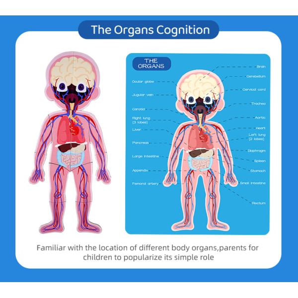 Модель человеческого тела реалистический человеческий дисплей анатомии забавляется 48 частей ранг 3+ возрасты 8+