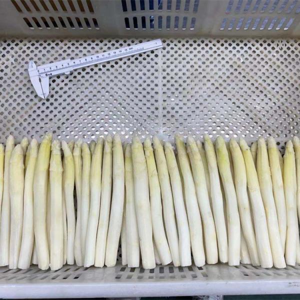 Wholesale IQF Vegetable IQF Frozen White Asparagus Spear From China