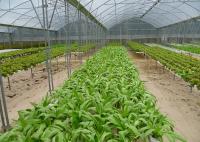 Esterilizador UV Sistema de cultivo Nft Resistente a enfermedades para el crecimiento de vegetales de hoja verde
