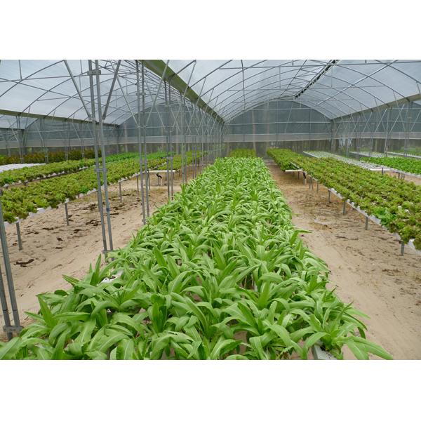 UV Sterilizer Nft Farming System Disease Resistant For Leafy Greens Growth