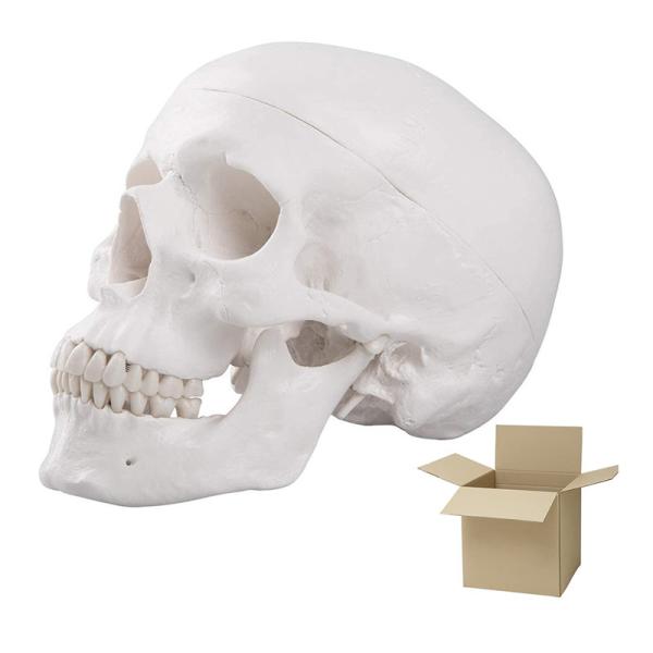 Human Medical Anatomical Adult Head Bone Mini Skull Model For Education