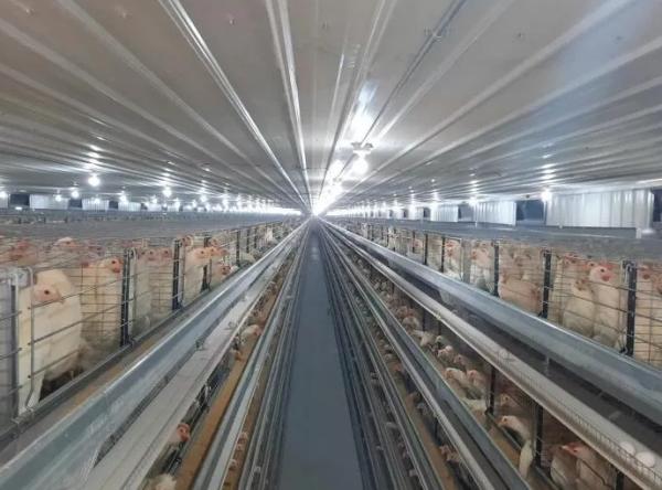 Fully Customizable Light-Gauge Steel Prefabricated Chicken Poultry Shed: Engineered for Durability, Climate Adaptability and Efficient Farming in Botswana