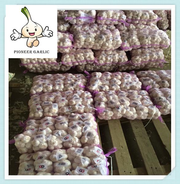 Fresh normal White garlic 10kg packing China natural garlic price