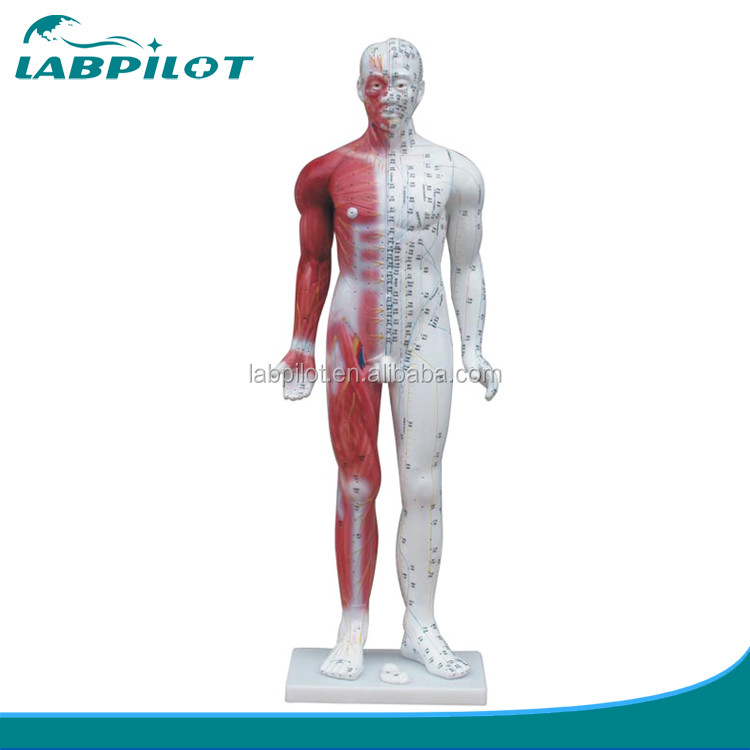 Meridian Demonstration Deluxe Human Acupuncture Model 84CM With Muscle for Education