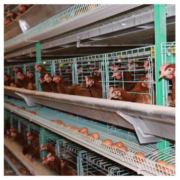 Automatic Breeding 8 Doors Broiler Chicken Cage Livestock Hot Dipping