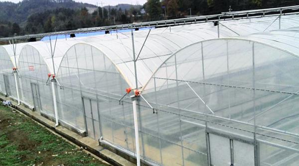 Hanging System Tomato Plant Greenhouse Cover Material Plastic Film 0.12 / 0.15 / 0.20mm