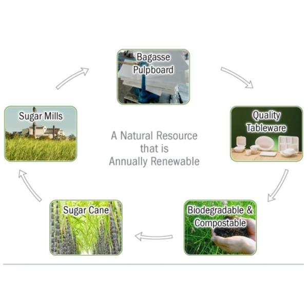 10 Inch 17g Eco Friendly Sugarcane Paper Plates