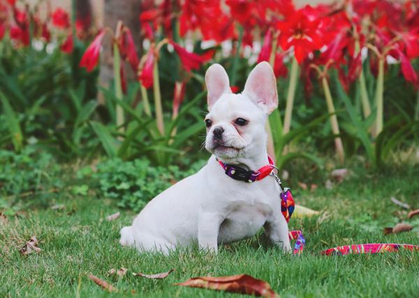 Sublimation Metal Buckle Dog And Leads 3 4 Inch Outdoor Dog Accessories