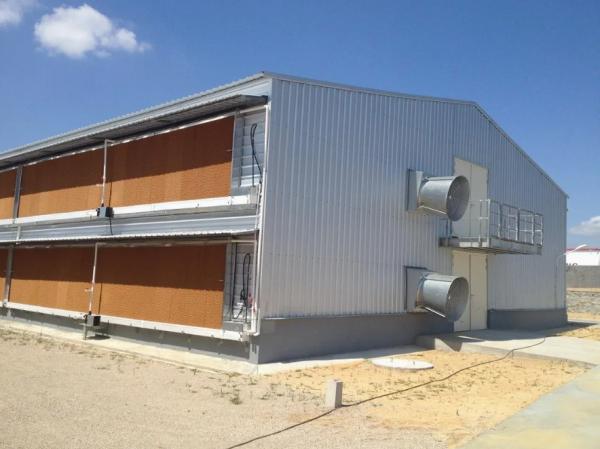 Hot Dip Galvanized Metal Steel Broiler Layer Poultry House With Automatic Brooding Equipment