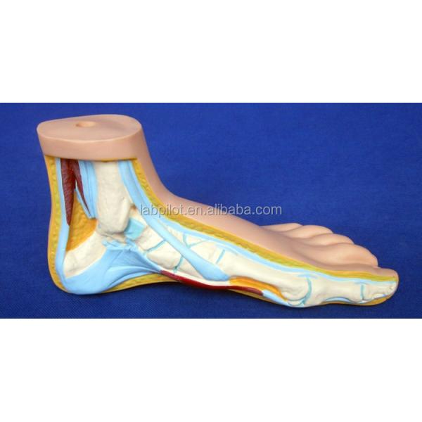 Categories Detailed Anatomy Structures 3D Biological Normal Flat and Arched Foot Models