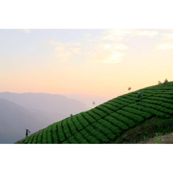 Dark Chinese Tea Ltd.