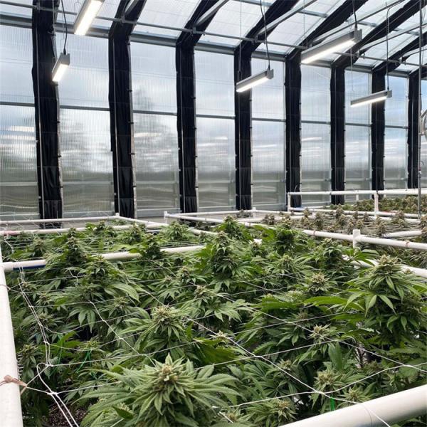 ローリング ブラックアウトのポリメチンの膨脹可能な自動化された軽い Dep の温室