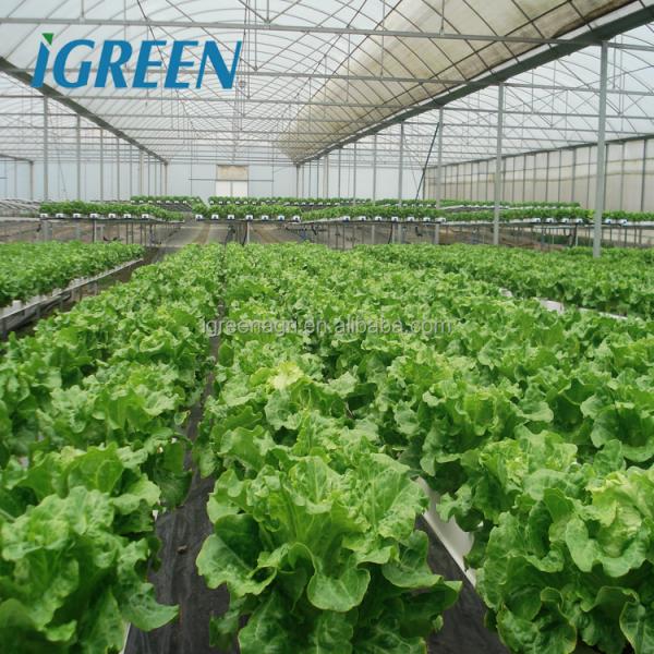 Commercial NFT Hydroponics System Single Layer