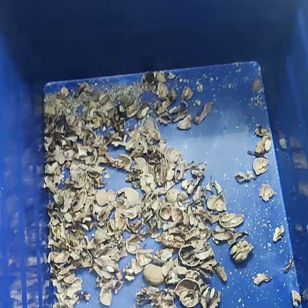 Automatic Walnut-Kernel Separating Machine Equipped With 8 Lanes Configuration And FPGA Image Processing For Efficient Shell And Partition Removal