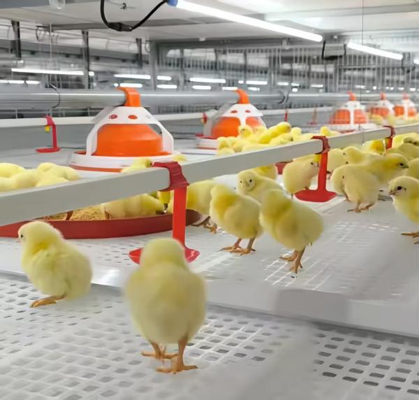 Automatic Harvesting Broiler Cage Steel Poultry Houses