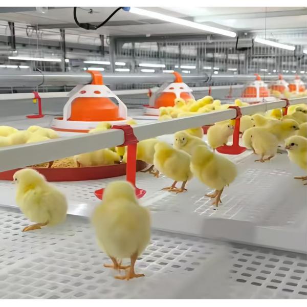 Anti Corrosion Automatic Layer Battery Chicken Cages For Africa Agricultural Poultry Farming