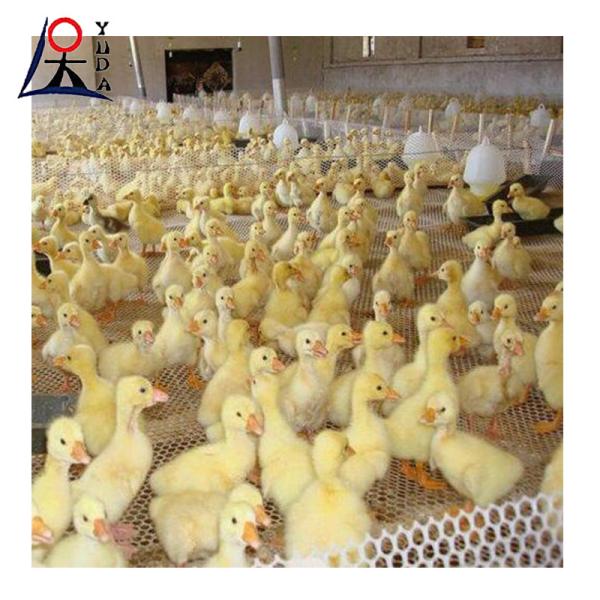 ППП ПЭ Пластиковая проволочная сетка Разведение Пластиковая плоская сетка Для сельского хозяйства Пластиковая сетка