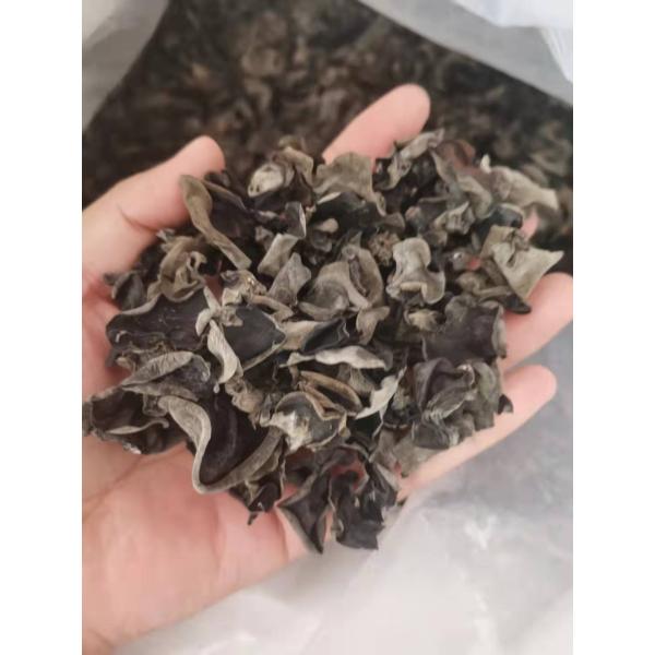 COOL DRIED Storage Type Cultivated Dried Black Fungus for Traditional Chinese Medicin