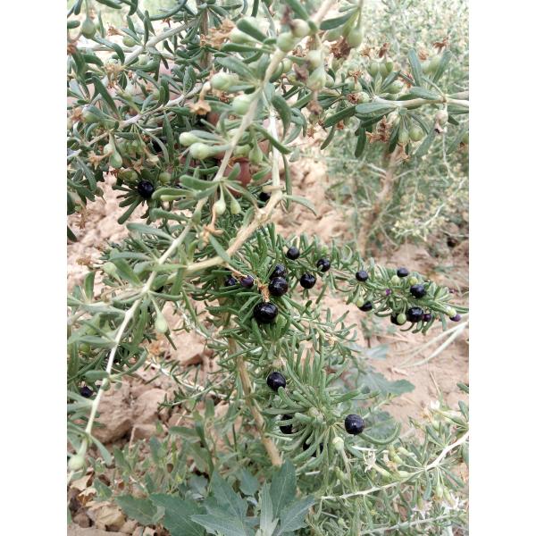 Big Size wild black wolfberry,Factory supply high quality black goji, bags in carton box packing