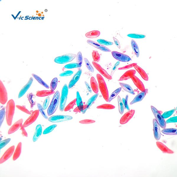 Biology Division Medical Student 13pcs Square Microscope Slides