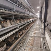 Cages de poulet de batterie de volaille de couche 96/120/128/160 oiseaux