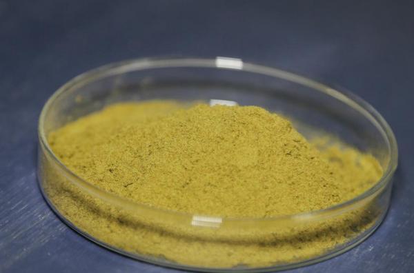 100% natural Mango Leaf Extract Mangiferin 60% 95% powder