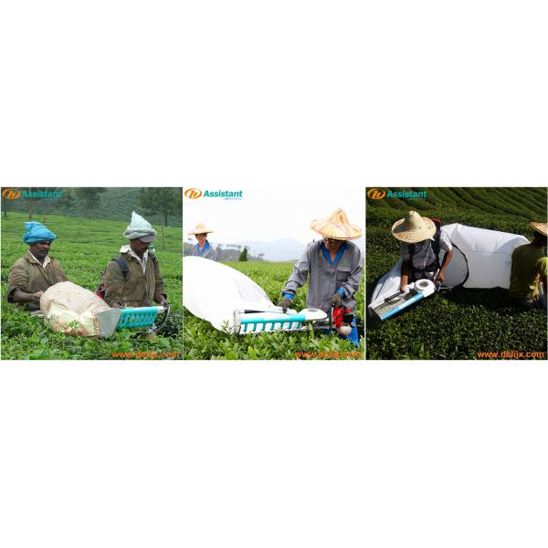 DL-4C-A Mini Semi-automatic Backpack Tea Plucking Machine for Tractor Power HP 0.7 0.8 HP