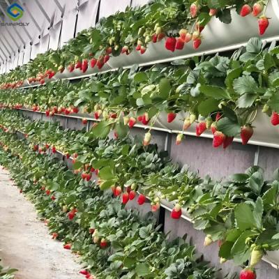 Venlo Type Strong Frame Hdyroponic Strawberry Greenhouse High Yield