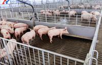 Équipement de porcherie pour porcelets d'élevage en acier inoxydable 304