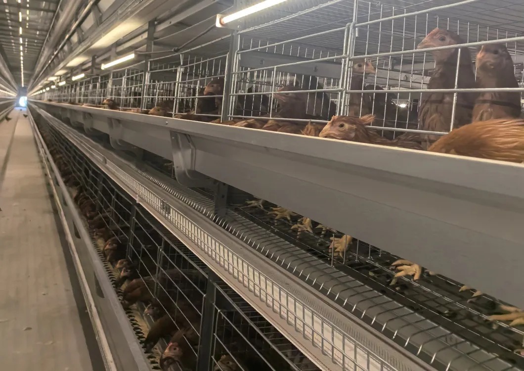 Automatic Controller Ventilation Control System for Poultry Farms with Hot Galvanized Steel and CE Certification