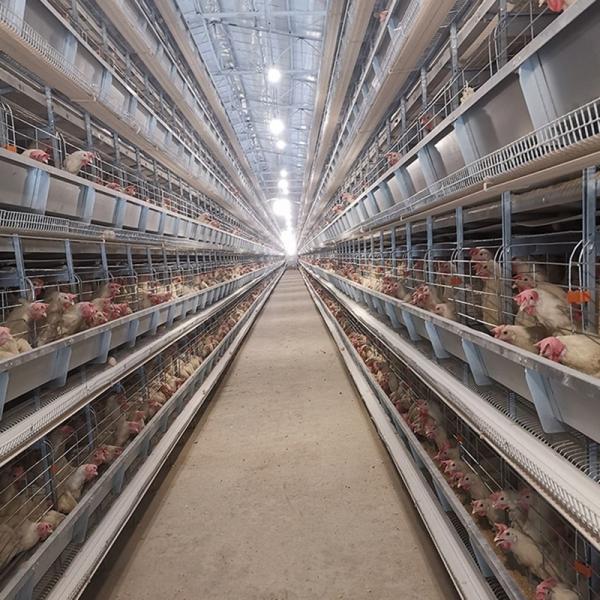 Hot Dip Galvanized H Type Layer Cage High Capacity Automated Poultry Cage with Automatic Feeding for Large Poultry Farm