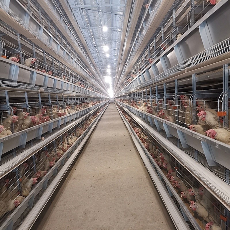 Тип цыпленок 30000 Brids h арретирует триперсток слоя яйца арретирует автоматическую птицу слоя