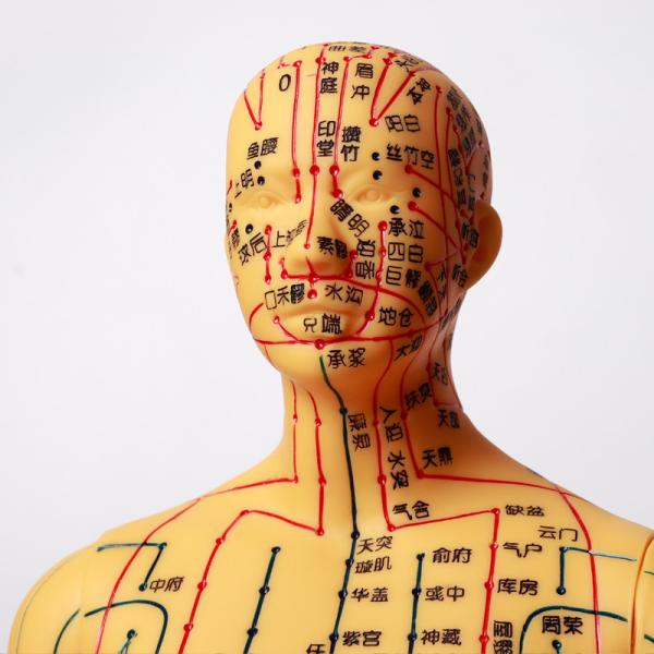 Portable Acupuncture Body Model Easy To Clean Smooth Surface And Flexible Joints Lightweight For Realistic Positioning