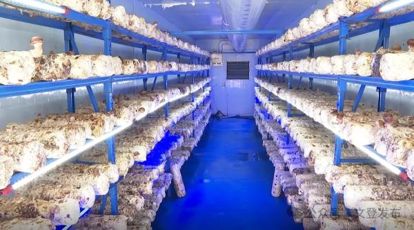 Mobile-Controlled Mushroom Container Farm for 5000 Bags