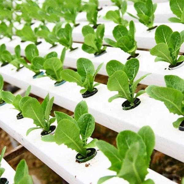Nursery Greenhouse Hydroponic Pipe NFT Farm with Vertical Aeroponics System Pouch Holes