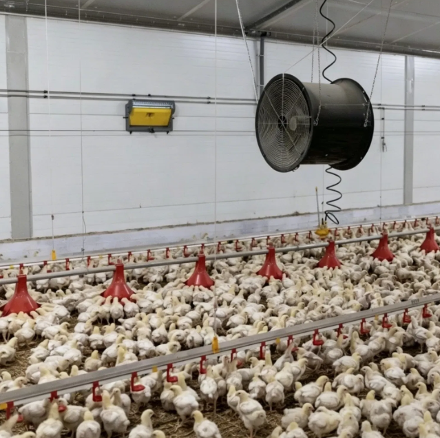 Heavy-Duty Steel Structure Poultry House for Modern Poultry Farming